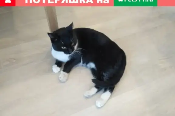 Найдена кошка на ул. Беловежская, 24 января