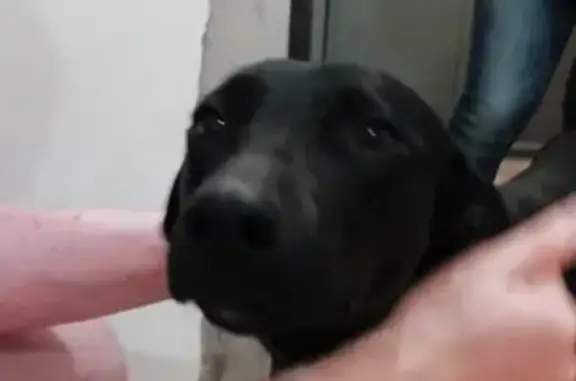 Найдена собака в центре Батайска