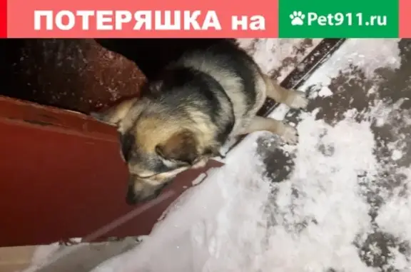 Собака найдена на Малоохтинском проспекте, СПб.