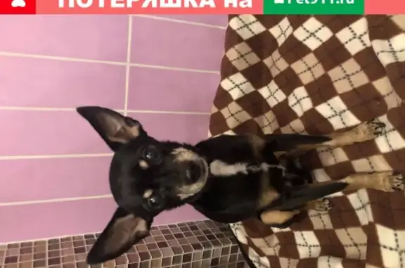 Собака-терьер найдена в Ногинске, Московская обл.