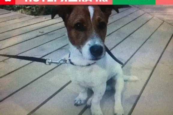 Пропала собака в деревне Немчиново, вознаграждение гарантировано.