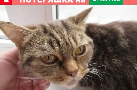 Найдена кошка в Юго-западном р-не г.Ставрополя
