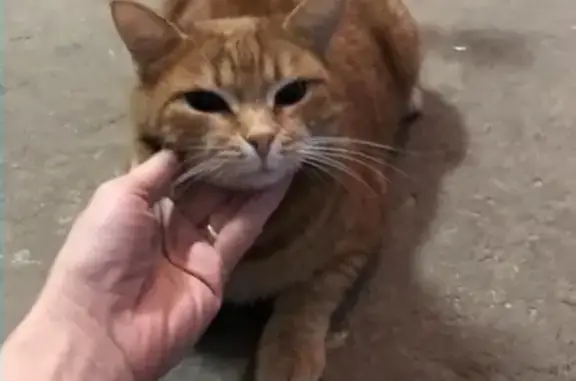 Найден кот на Нижегородской улице
