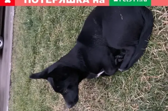 Найдена добрая собака на Московской