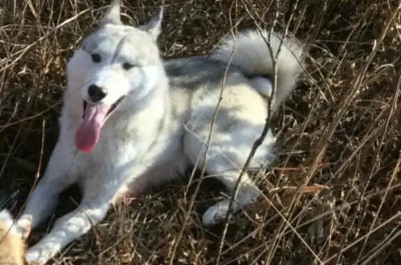 Пропала собака в Камень-Рыболове, вознаграждение за находку!