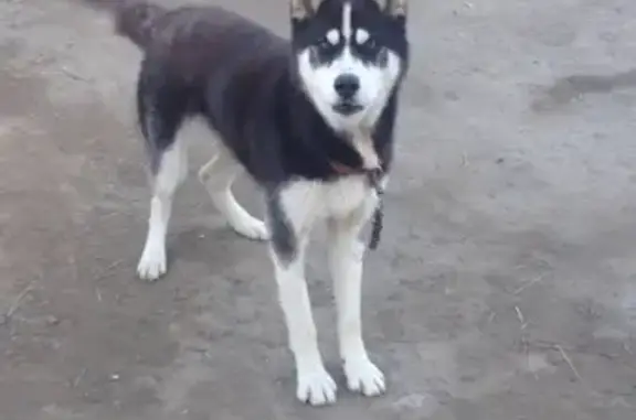 Пропала собака в Барнауле с ватрушкой на поводке