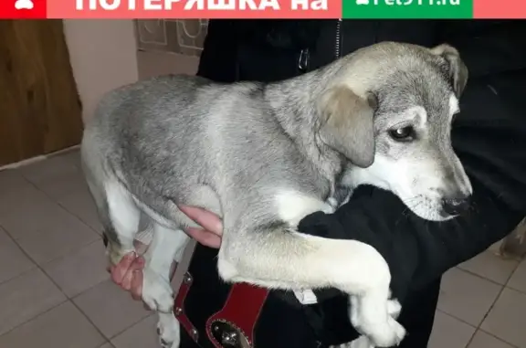 Найден щенок на пл. Ленина в Михайлове