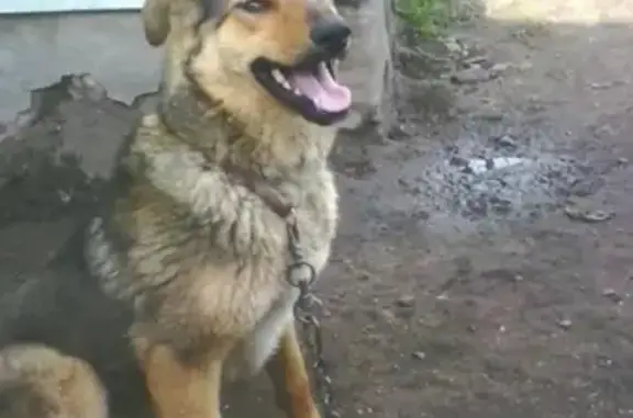 Пропала собака Линда в Шадринске, район Хлызово