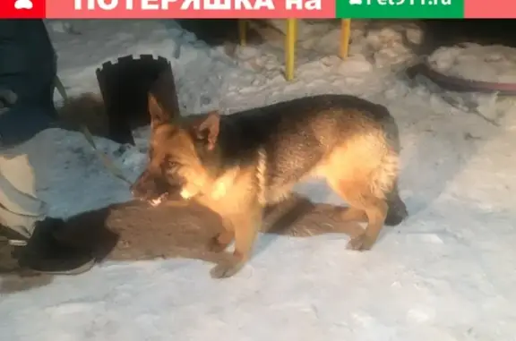 Найдена собака в Баклашах с ошейником