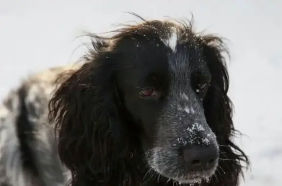 Пропала старая слепая собака в Монастырке