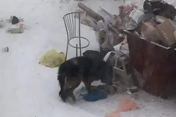 Собака найдена в Якутске: Репост
