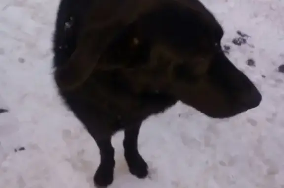 Найдена собака на улице Ташкентской