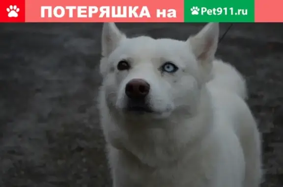 Пропала белая собака Бела в Уразметьево, Пермский край