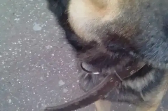 Пропала собака в Стерлитамаке, зовут Бетхомен.