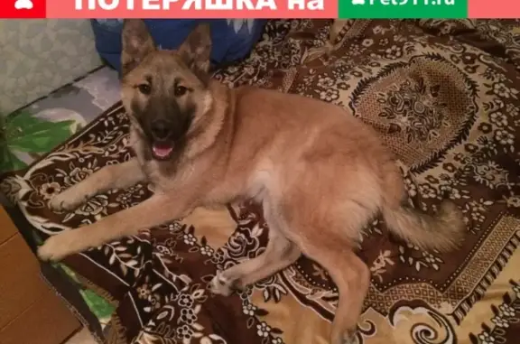 Найден рыжий пес в Первоуральске