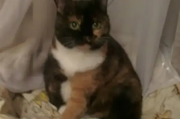 Пропала домашняя кошка Анастасия в Глазове, район монтажников, тел. указан в ссылке https://vk.com/avil83