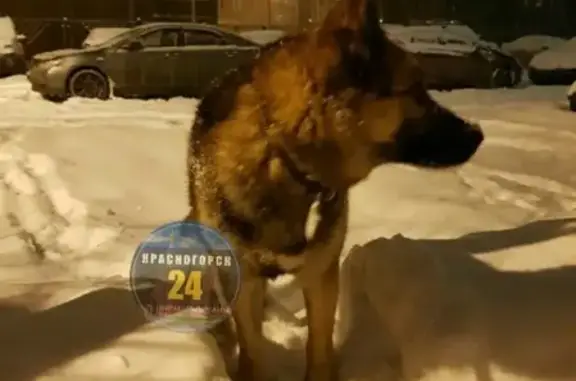 Найдена собака в Красногорске, заберите