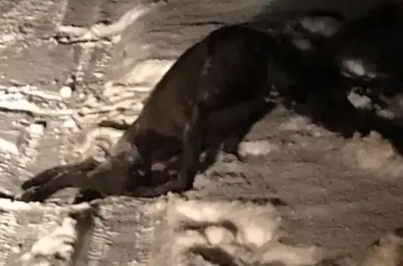 Найдена собака с перебитыми лапами в Выпуково