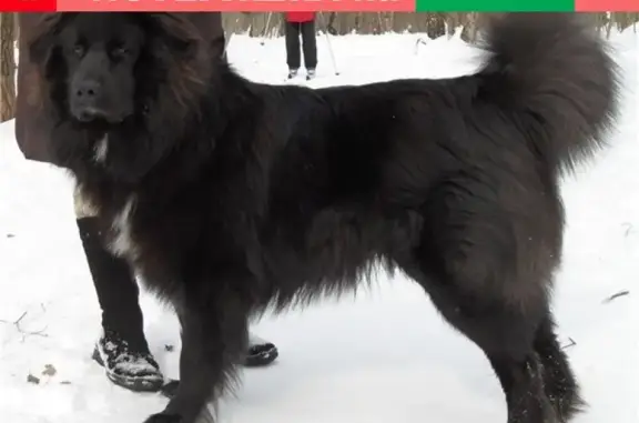 Пропала собака в деревне Васкелово, Ньюфаундленд, черный окрас, кличка Дик.