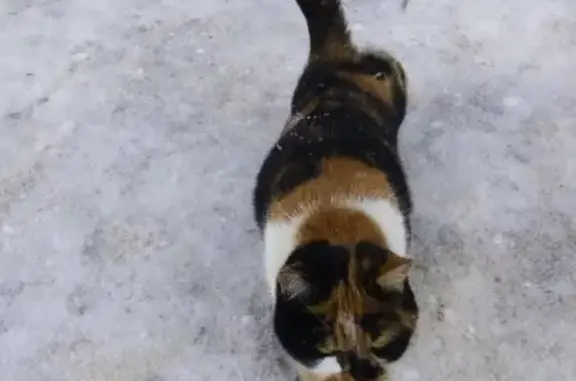 Найдена кошка на улице Комсомольской