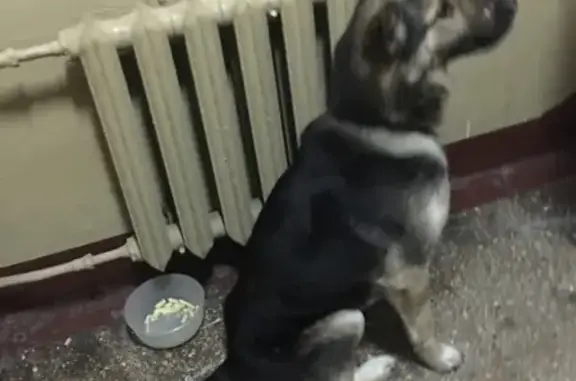 Найдена собака на Малоохтинском проспекте (СПб)