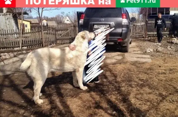 Пропала собака Бакс в Бирюса-Маяк, Красноярский край