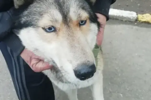 Найдена собака Хаски в Майкопе