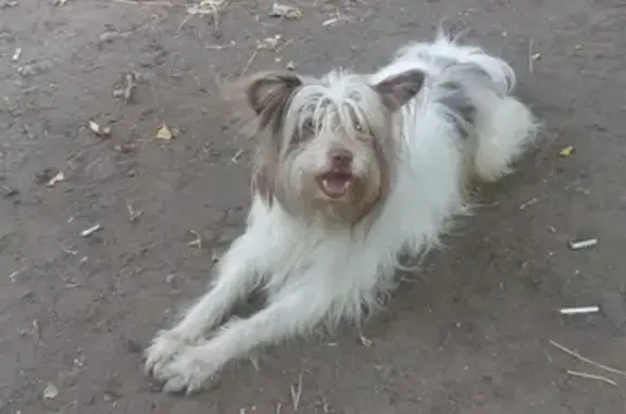 Пропала собака в Вахитовском районе, кличка Барс (Казань)