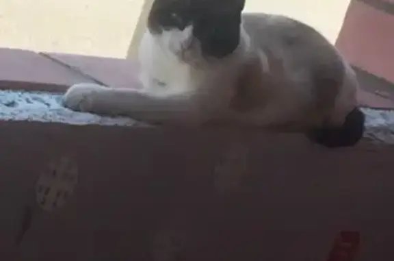 Потерянные животные Ярославль, фото: Пропала кошка в Фрунзенском р-не, ищут домой.