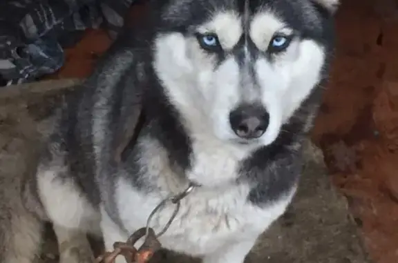 Найдена собака хаски в Ессентуках