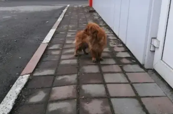 Найдена собака с ошейником в Владикавказе