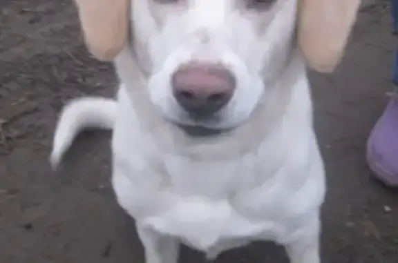 Пропала собака Марся в Крымске, Краснодарский край