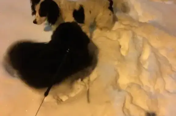 Найдена собака с ошейником в Казани