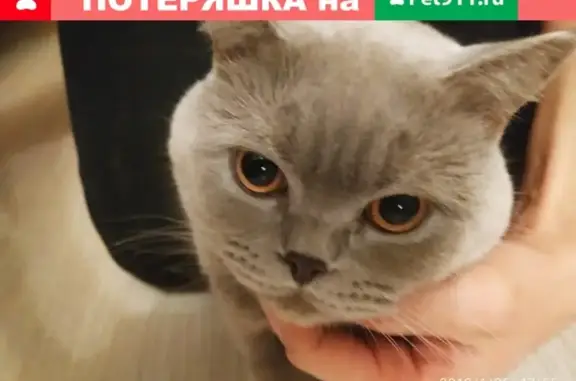 Найден кот на 50 лет Октября, д24 (Узловая)