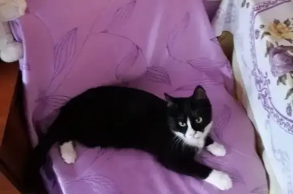 Кошки потеряшки, Великий Новгород, фото: Потеряшка котенок на Хутынской 25, Великий Новгород