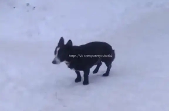 Найдена собака в районе НИИ, Саратов