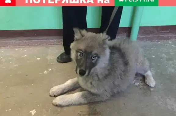 Найдена собака в Казани, ищем дом!