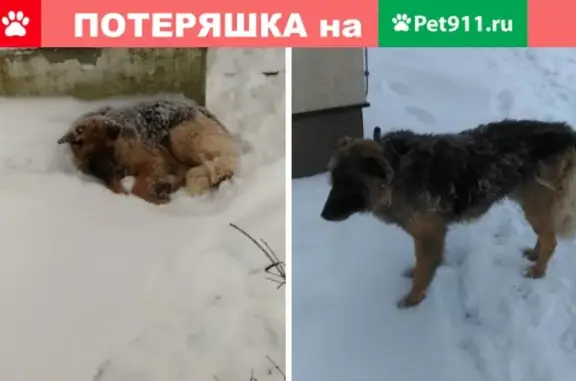 Найдена собака в Пскове!