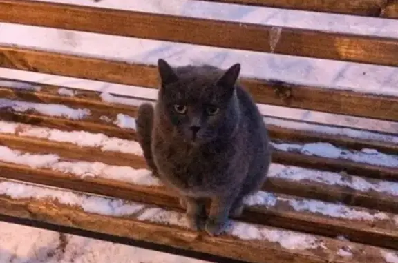 Найден кот на улице Гастелло, Москва