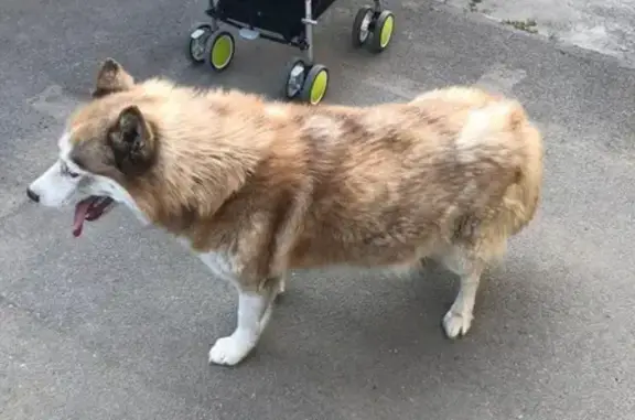 Пропала собака Зара в Сальске, Ростовская область