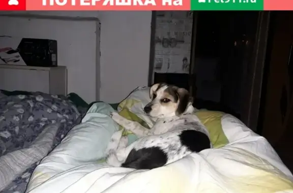 Пропала собака Рада в Архангельске