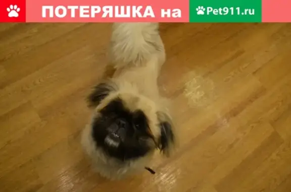 Найдена собака на ул. Космонавтов, г. Ковров