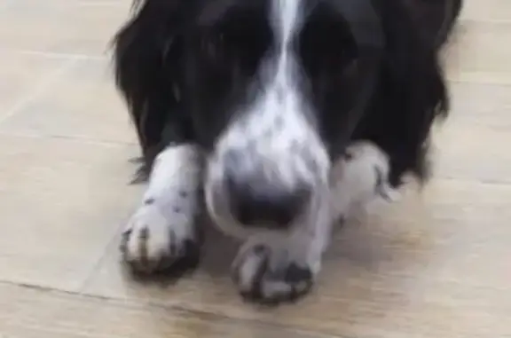 Собака найдена в Дивноморске, против магнита.