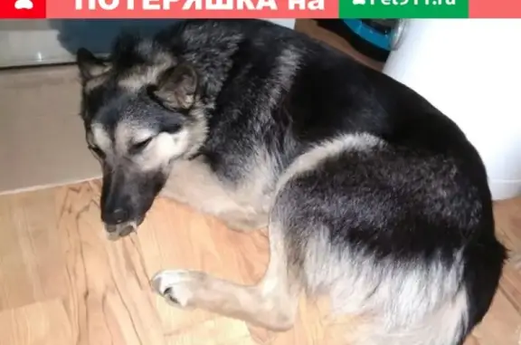 Пропала собака в Кандалакше, ул. Данилова 17. Срочно!