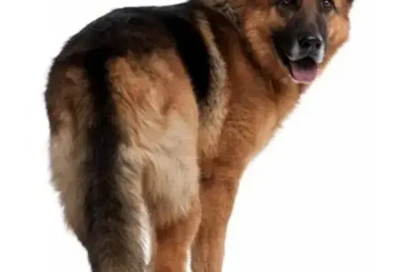 Пропала собака в Омске, 31 декабря, микрорайон Левый Берег.