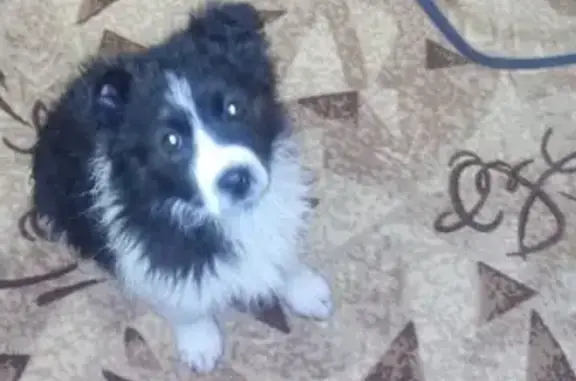 Найден щенок в Люберцах на ул. 50 лет комсомола