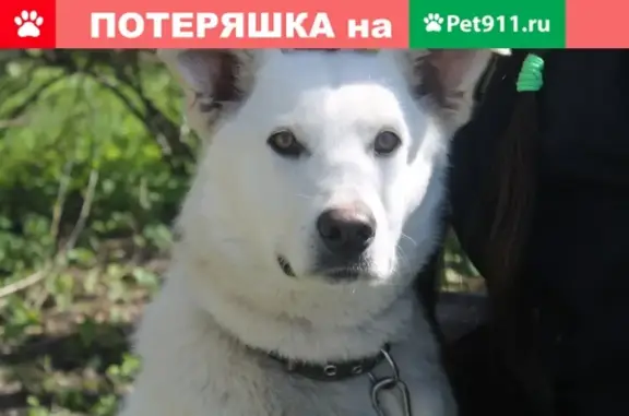 Пропала собака возле озера Шенфлиз в Калининграде