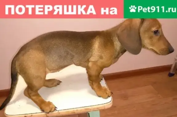 Найден щенок таксы возле 23й школы в Волгодонске