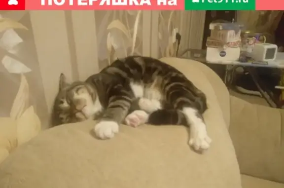 Пропала кошка Тиша на ул. Жуковского, Петрозаводск (Республика Карелия)