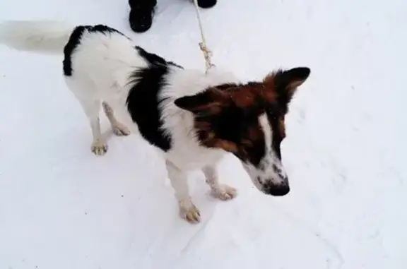 Собака найдена в северном районе Воронежа